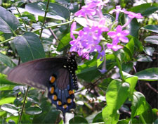 Swallowtail butterfly on Purple Phlox
